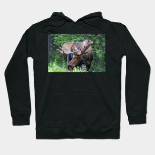 Wild Male Moose with Antlers in Alaska Hoodie